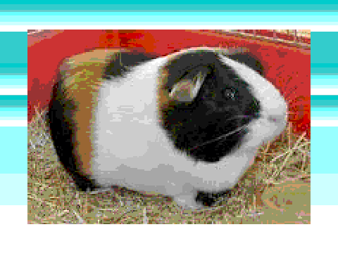 i just got a guinea pig 1 hour ago