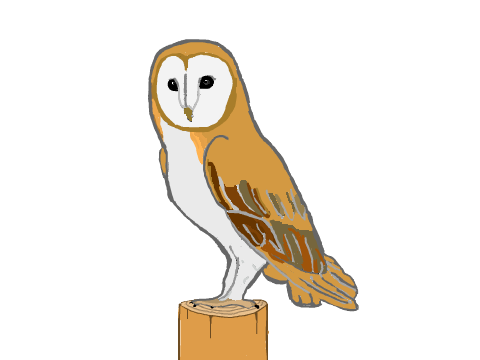 ⋆Barn Owl drawing⋆