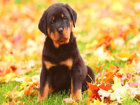 Crossy Puppy