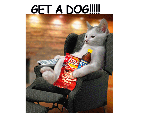 Cute dog pics