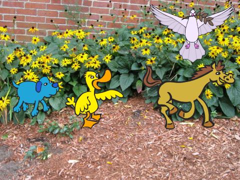 Animals