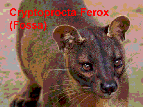 All About Fossas