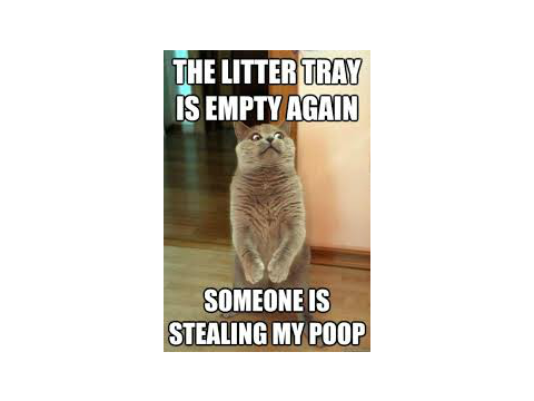 LITTER CONFUSION MEME :P