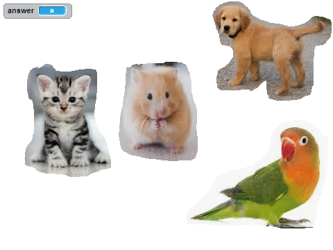 What is youre pet?