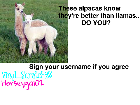 Alpacas are better than llamas!!!!!!
