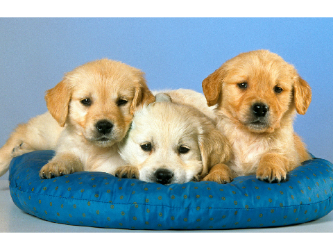 random puppy gen