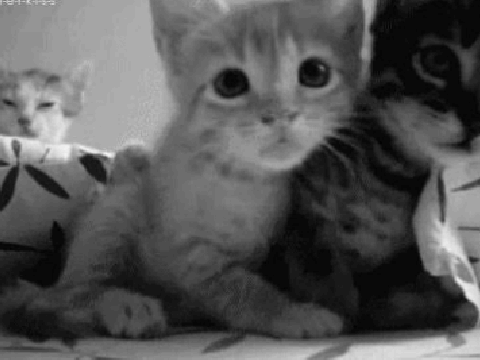 Kitten Music Video to The Wire