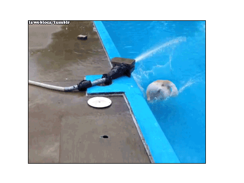 Funny gifs