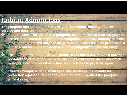 About Pangolins!