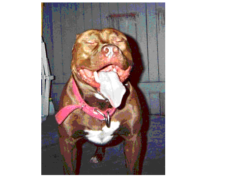 Pit Bull