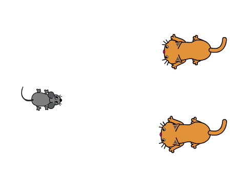 Cat and Mouse