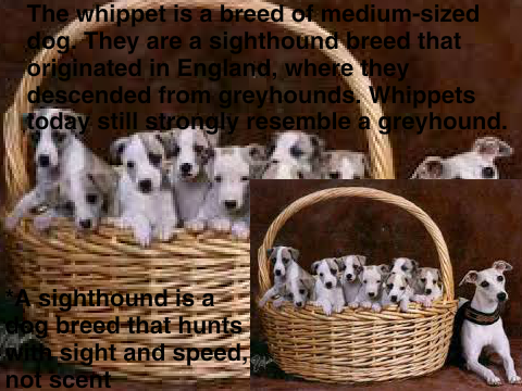 The Whippet--Defined