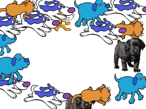 raining cats and dogs