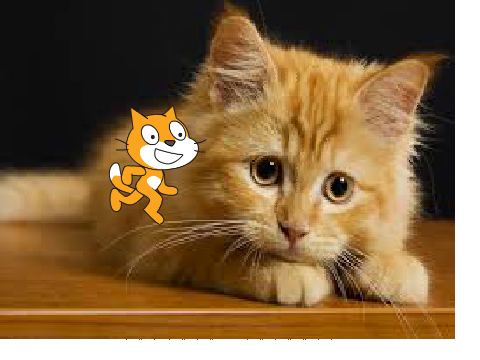 play with the scratch cat