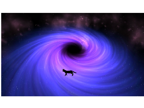 the black cat