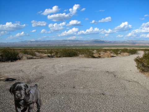 Little Pups adventure!!!!!!!!!!!!!