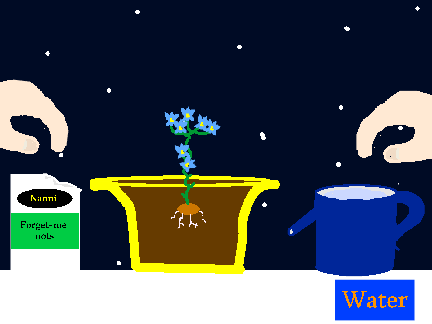 Nanni's Forget-Me Nots