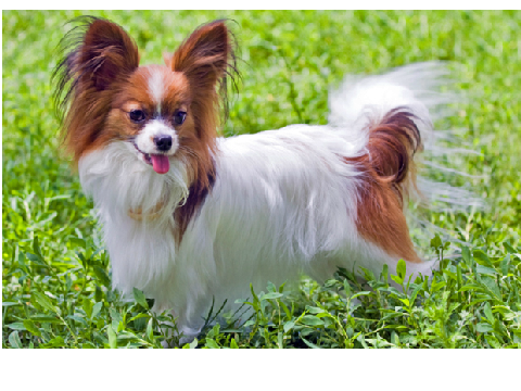 My fav dog breed!