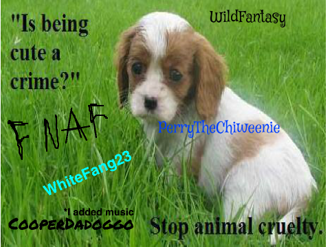 Sign to STOP the ANIMAL CRUELTY!! remix- 3 remix rem
