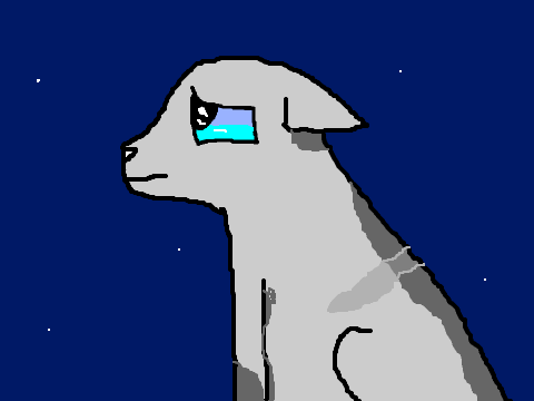 Cat CCE