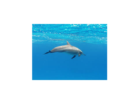 Dolphins are cool