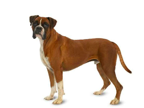 to rubybonkers this is a boxer