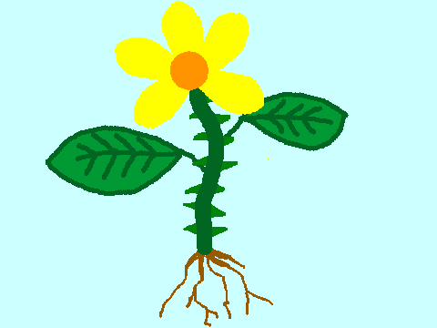 Parts of a Plant