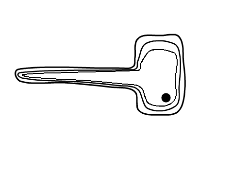 root cell