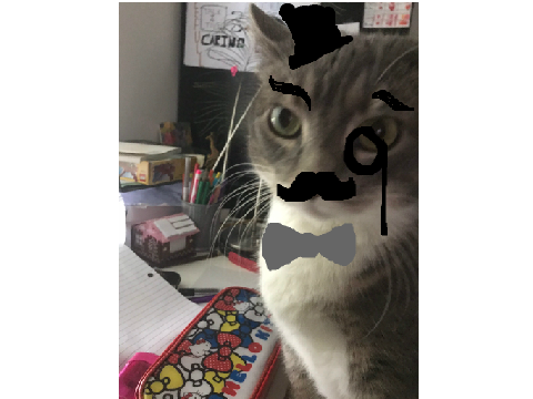 I draw mustaches on my cat