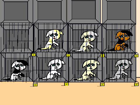 Dog Adoption
