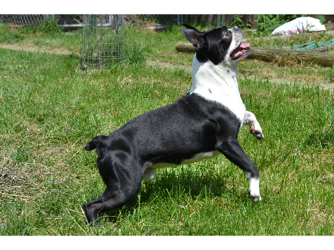 Dog Compalation