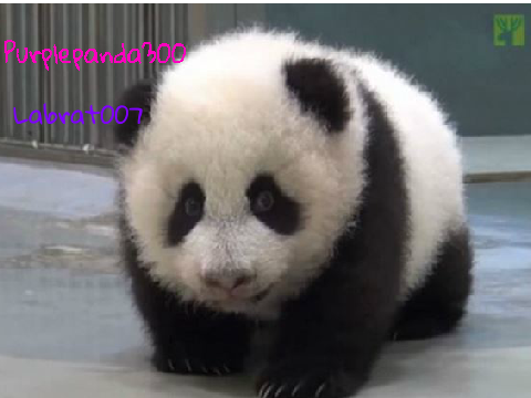 Sign if you are against PANDA POACHING! REMIX REMIX remix