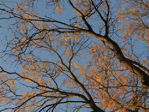 ▪ ▪