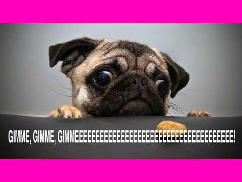 collab with @PerryTheChiweenie