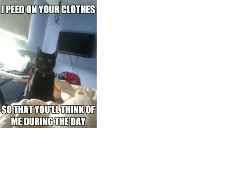  FUNNY CATS memes!!!! remix