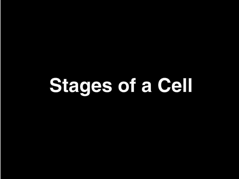 Mitosis (IPMATC)