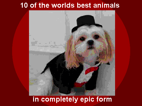 animals