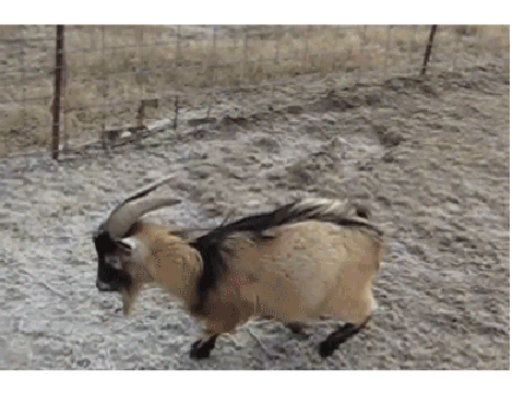 Super Goat! remix