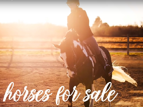horses for sale!