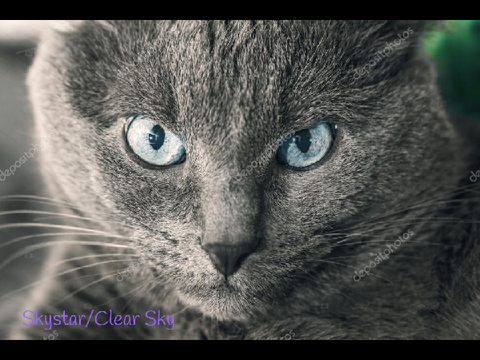 Real life warrior cats