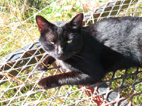 Meet my cat Midnight (RIP Baby...)