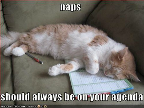 Some of my FAVOURITE cat memes!