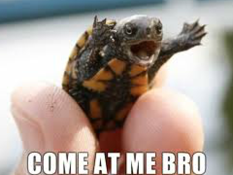 Turtle meme for Tabby Tuesday!