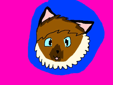 Siamese cat