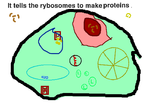 CELLS!!