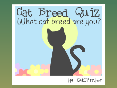 Cat Breed Personality Quiz!