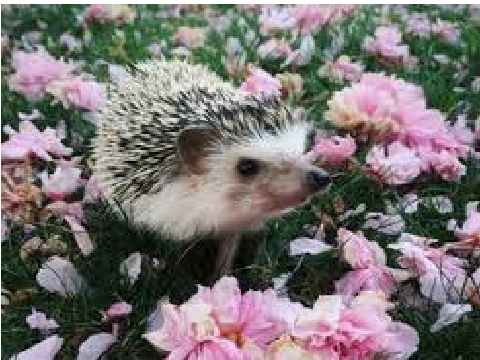 ❀