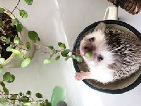❀   