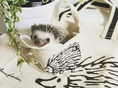 ❀      