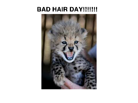 Cheetah Cubs!!!